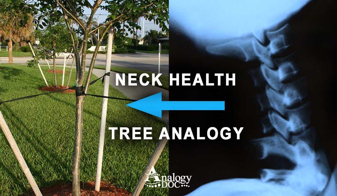 Neck Exercises, Muscle Crunching, and the Tree Analogy: Understanding Neck Health